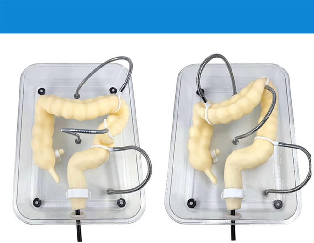 Amazon.co.jp: 大腸内視鏡検査モデル、腸モデル、人体S状結腸鏡